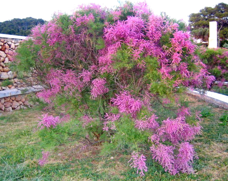 tamarix-ramosissima-pink-cascade.JPG